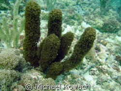 Some sort of fluffy sea rod on the reef off the Pelican B... by Michael Kovach 